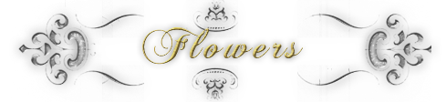 Wedding Package